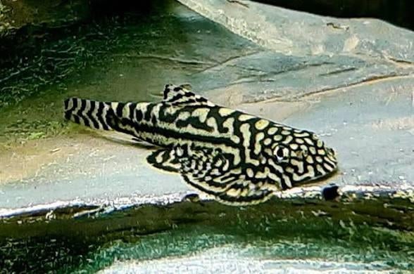 Jonge Sewellia lineolata, Vis