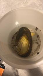 Zoetwatermossel groot, Dieren en Toebehoren, Vissen | Aquariumvissen, Vis