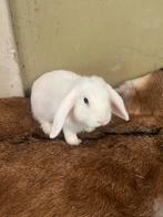 Mini lop voedster, Vrouwelijk