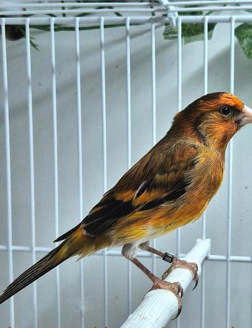 Bastaard putter, Mannelijk, Wildzangvogel