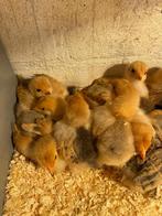 Brhama buff blauw/zwart columbia, Dieren en Toebehoren, Pluimvee, Geslacht onbekend, Kip