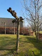 Plataan dakboom - ca. 230cm hoog, Bloeit niet, 100 tot 250 cm, Dakboom, Ophalen