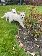 8 mooie kruising herder pups nog 1 reutje, Dieren en Toebehoren, Honden | Herdershonden en Veedrijvers, Parvo, 8 tot 15 weken