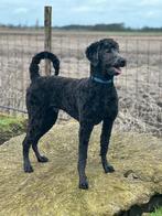 SIEM AFGEKEURDE HULPHOND REU, Parvo, Nederland, Eén hond, Fokker | Professioneel