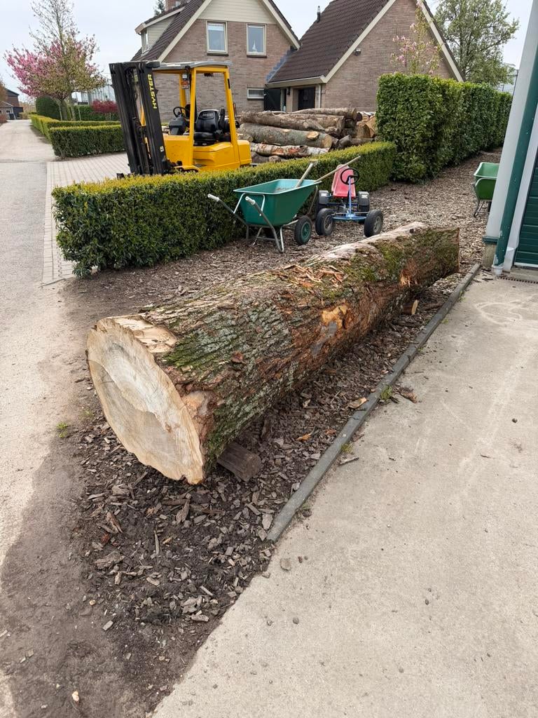 Mooi grote iep voor zaaghout voor 300 euro