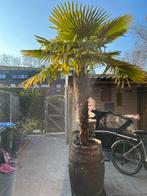 Winterharde palmboom met kluit, Tuin en Terras, Volle zon, Vaste plant, Bloeit niet, Ophalen