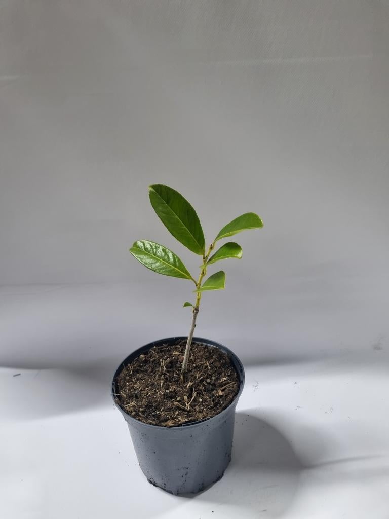 Laurier te koop, Tuin en Terras, Ophalen, Overige soorten, Halfschaduw