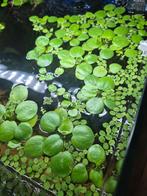 Salvinia minima  en Limnobium laevigatum, Ophalen, Nieuw, Plant(en), Steen of Hout