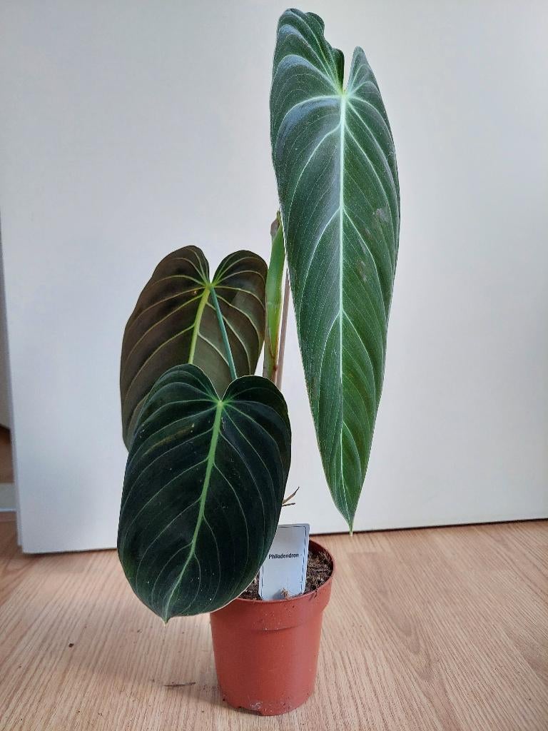Philodendron Melanochrysum - Philodendron H: 52 cm., Huis en Inrichting, Kamerplanten, Ophalen, Overige soorten, Halfschaduw, Minder dan 100 cm