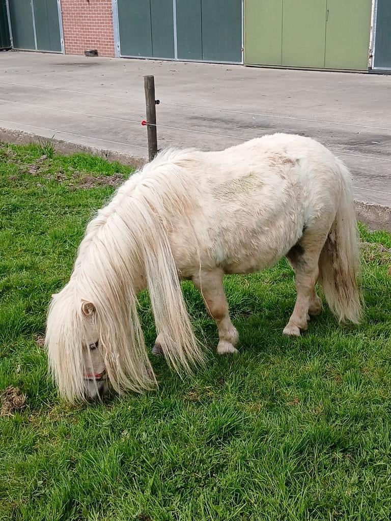 Te koop een prachtige mini palomino stamboek dekhengstje, Hengst