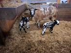 Bonte ooi met 3 lammeren, Dieren en Toebehoren, Schapen, Geiten en Varkens, Meerdere dieren, Schaap