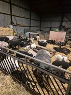 Te koop Hollandse schapen stellen, Dieren en Toebehoren, Meerdere dieren, Schaap