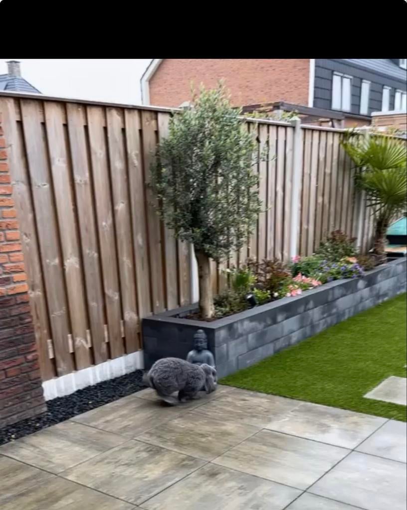 2 mooie olijfbomen - Olea Europaea, Tuin en Terras, Lente, 100 tot 250 cm, Olijfboom, Ophalen