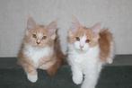 Maine Coon kittens met stamboom, Dieren en Toebehoren, Katten en Kittens | Raskatten | Langhaar, Meerdere dieren, Met stamboom