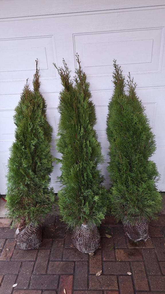 Thuja smargd, A kwaliteit coniferen verschillende maten, Tuin en Terras, Ophalen of Verzenden, Conifeer, 100 tot 250 cm