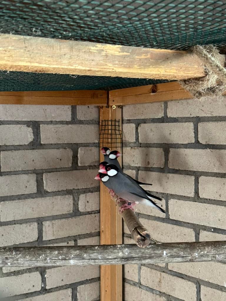 3 koppels rijstvogels, Dieren en Toebehoren, Vogels | Overige Vogels, Meerdere dieren, Tropenvogel