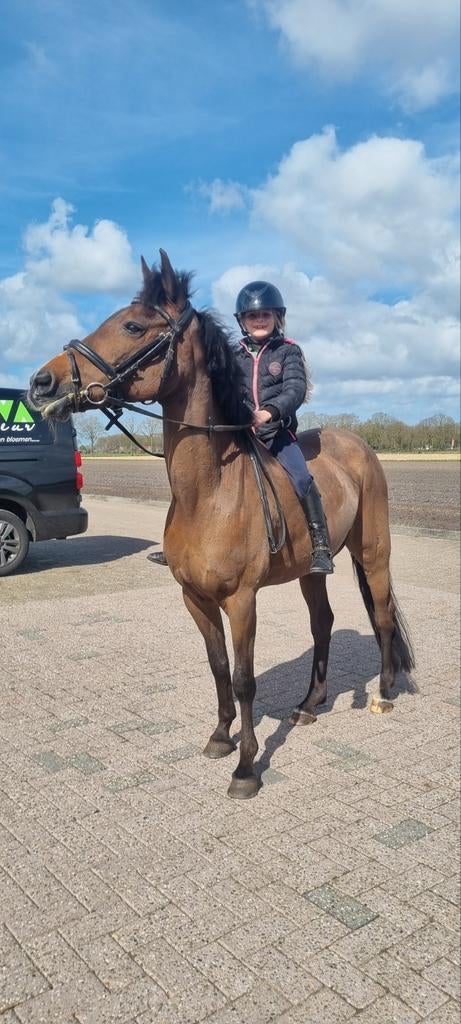 Leuke leerzame New Forest Merrie D pony, Dieren en Toebehoren, Merrie, Recreatiepaard