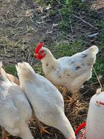 3 mooie lieve witte hanen. Niet voor de slacht!, Dieren en Toebehoren, Mannelijk, Kip