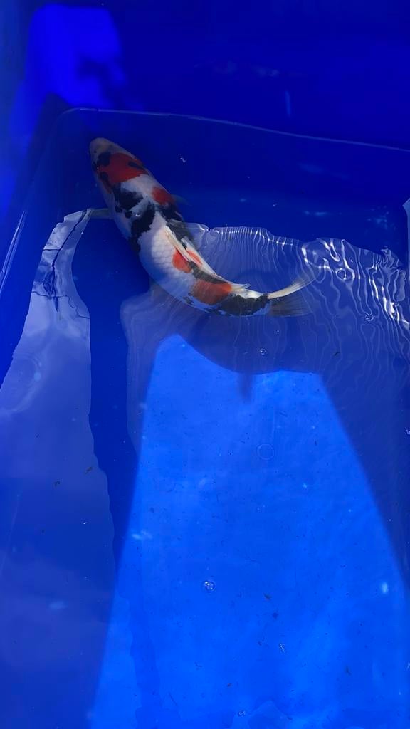 Koi karper isa showa 31cm tosai, Karper of Koi