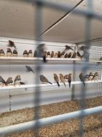 Zebravinken, Meerdere dieren, Tropenvogel