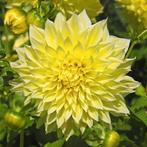 Dahlia, Ophalen of Verzenden, Voorjaar, Volle zon, Knol