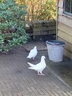 Koppel duiven, Dieren en Toebehoren, Meerdere dieren, Overige soorten