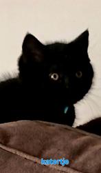 Brits/Britse Korthaar kittens met stamboom, Dieren en Toebehoren, Katten en Kittens | Raskatten | Korthaar, Meerdere dieren, Met stamboom