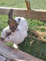 Konijn, Dieren en Toebehoren, Konijnen, Vrouwelijk, Middelgroot, 0 tot 2 jaar
