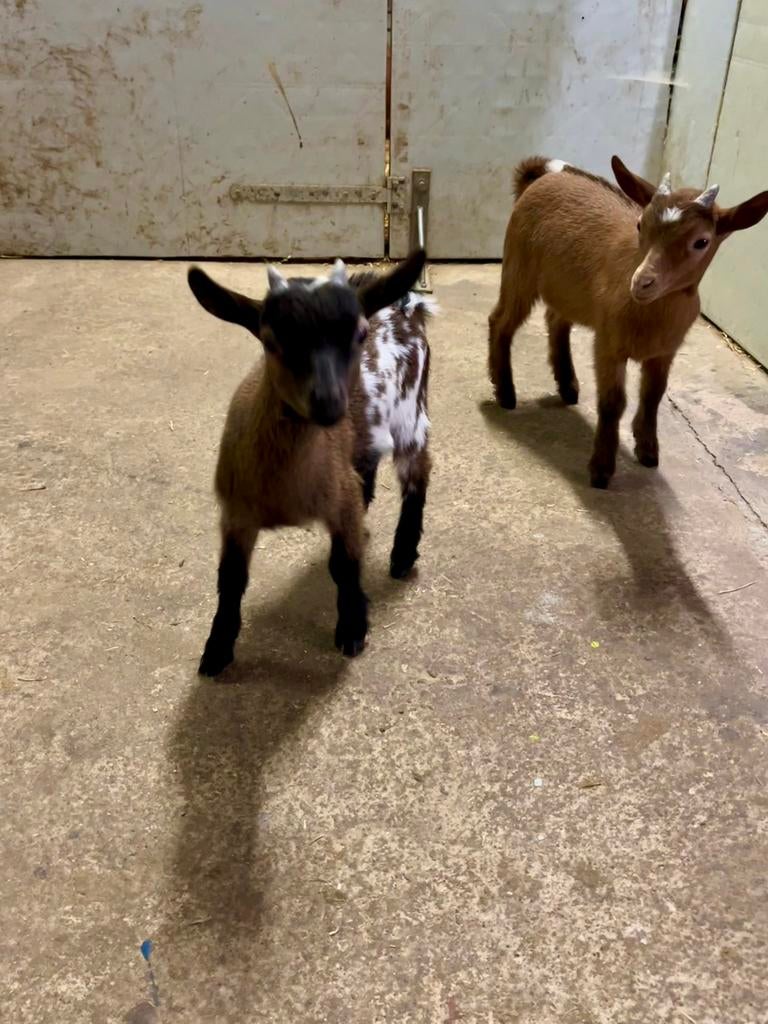 2 dwerggeitjes (boklammetjes), Dieren en Toebehoren, Schapen, Geiten en Varkens, Mannelijk, Geit, 0 tot 2 jaar