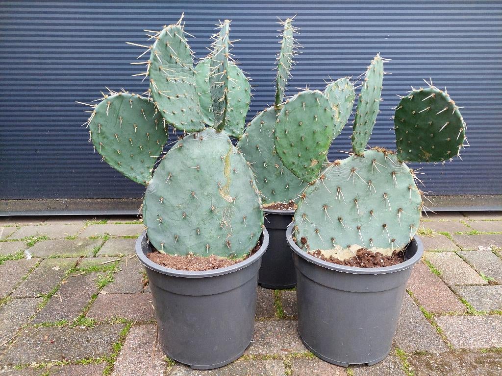 Opuntia Engelmannii - Winterharde (Schijf)cactus H: 55 cm., Volle zon, Vaste plant, Zomer, Ophalen
