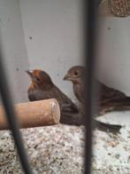 Roodmussen trio op kleur, Dieren en Toebehoren, Vogels | Kanaries, Meerdere dieren, Kleurkanarie