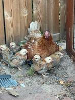 Broedeieren legkip, Diversen, Ophalen