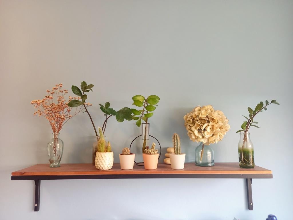 Gratis ophalen: stekjes, cactussen, vaasjes, wandplank., Ophalen, In pot, Halfschaduw, Minder dan 100 cm