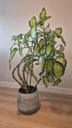 Grote Dieffenbachia Kamerplant in Pot, Huis en Inrichting, Kamerplanten, Ophalen, 100 tot 150 cm, Overige soorten, Halfschaduw