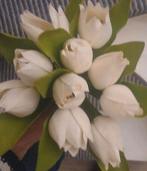 Tulpen, Ophalen of Verzenden