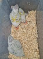 pyrrhura molinae american dilute (suncheek), Geslacht onbekend, Parkiet, Geringd