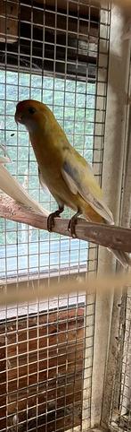 Koppel pennanten 2025, Meerdere dieren, Parkiet, Geringd