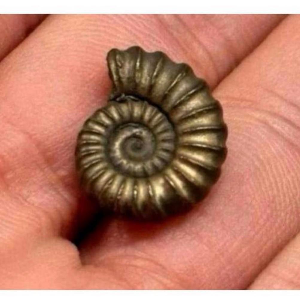 Iron pyrite ammonite fossil - Fossiel 196 miljoen jaar oud, Ophalen of Verzenden, Fossiel