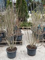 Hibicus super nette struiken hoog 125+ kleur verrasing, Vaste plant, Halfschaduw, Zomer, Ophalen