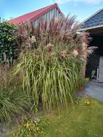 Prachtig siergras Miscanthus ferner osten, Tuin en Terras, Planten | Tuinplanten, Volle zon, Vaste plant, Siergrassen, Ophalen of Verzenden