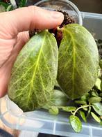 Hoya obscura Silver, Huis en Inrichting, Verzenden, Halfschaduw, Minder dan 100 cm