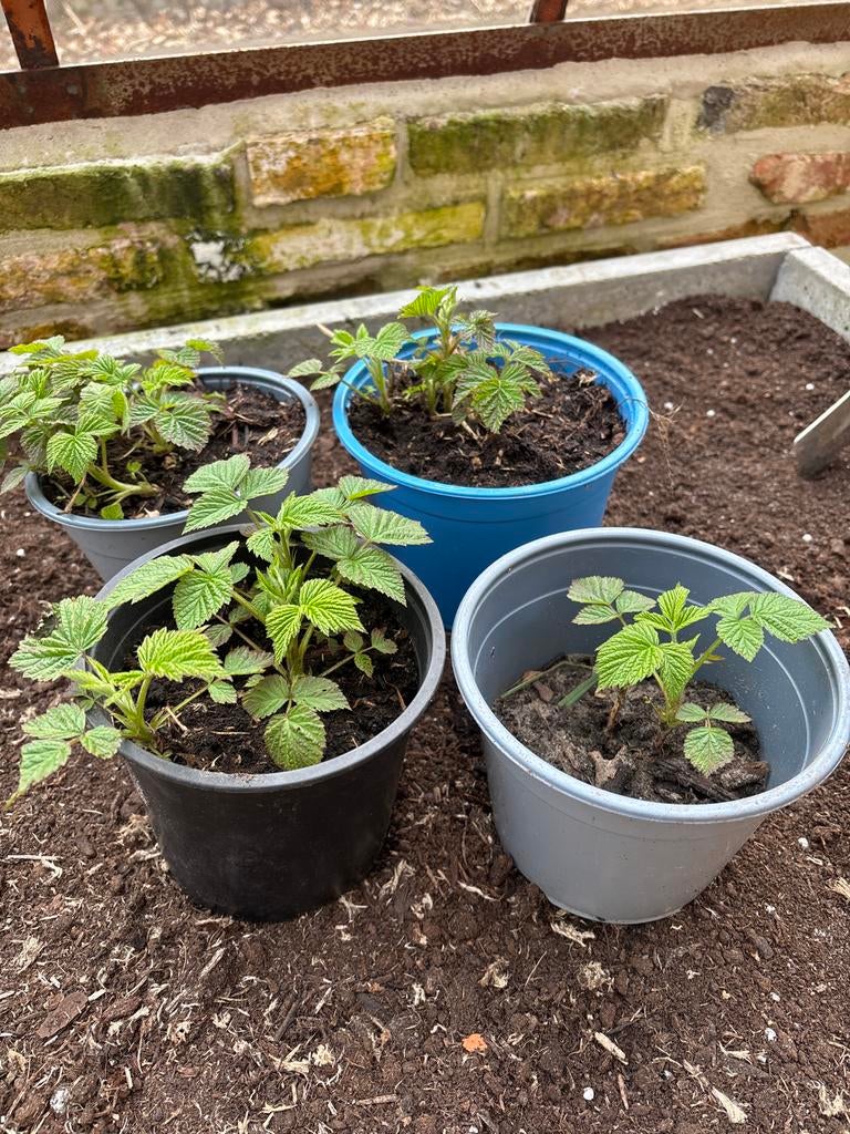 Framboos stekken, Ophalen, Volle zon, Vaste plant, Zomer