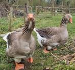 Koppel Toulouse ganzen, Meerdere dieren, Gans of Zwaan