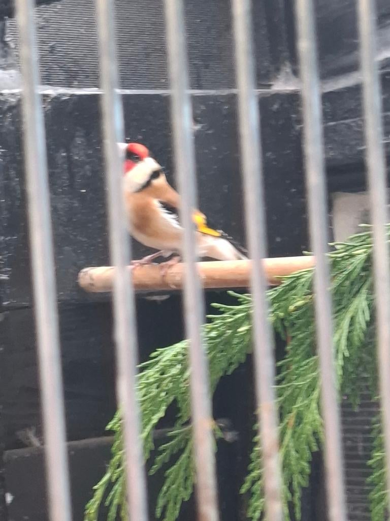 majoor putter, Mannelijk, Wildzangvogel, Geringd