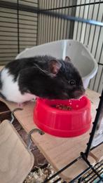 Goud hamster zoekt een goud huisje!, Oktober, Vrouwelijk, Hamster