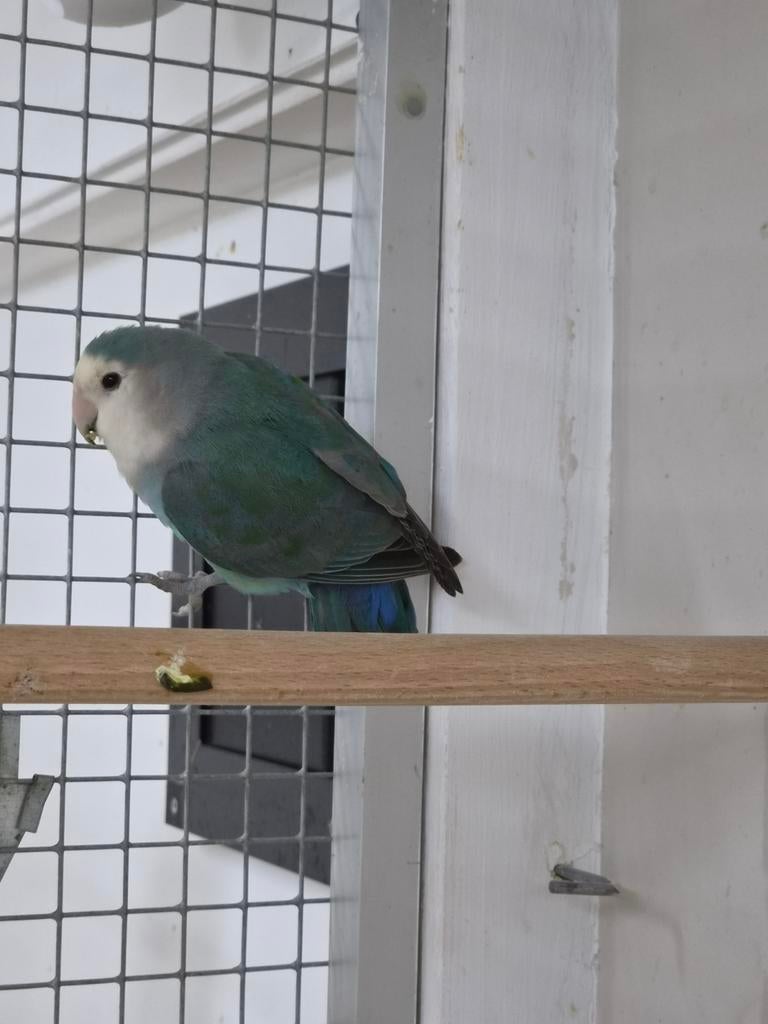 Gevonden  !! Agapornis., Dieren en Toebehoren, Vogels | Parkieten en Papegaaien, Geslacht onbekend, Dwergpapegaai of Agapornis