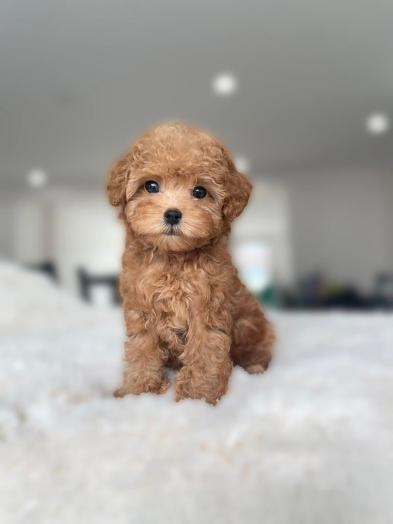 Prachtige Maltipoo F2 pups (75% Asian Toy Poedel/ Maltezer ), Fokker | Hobbymatig, Overige rassen, 8 tot 15 weken, Buitenland