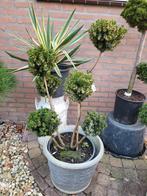 Taxus Media Hillii Vormsnoei -, Vaste plant, Bloeit niet, Halfschaduw, Ophalen