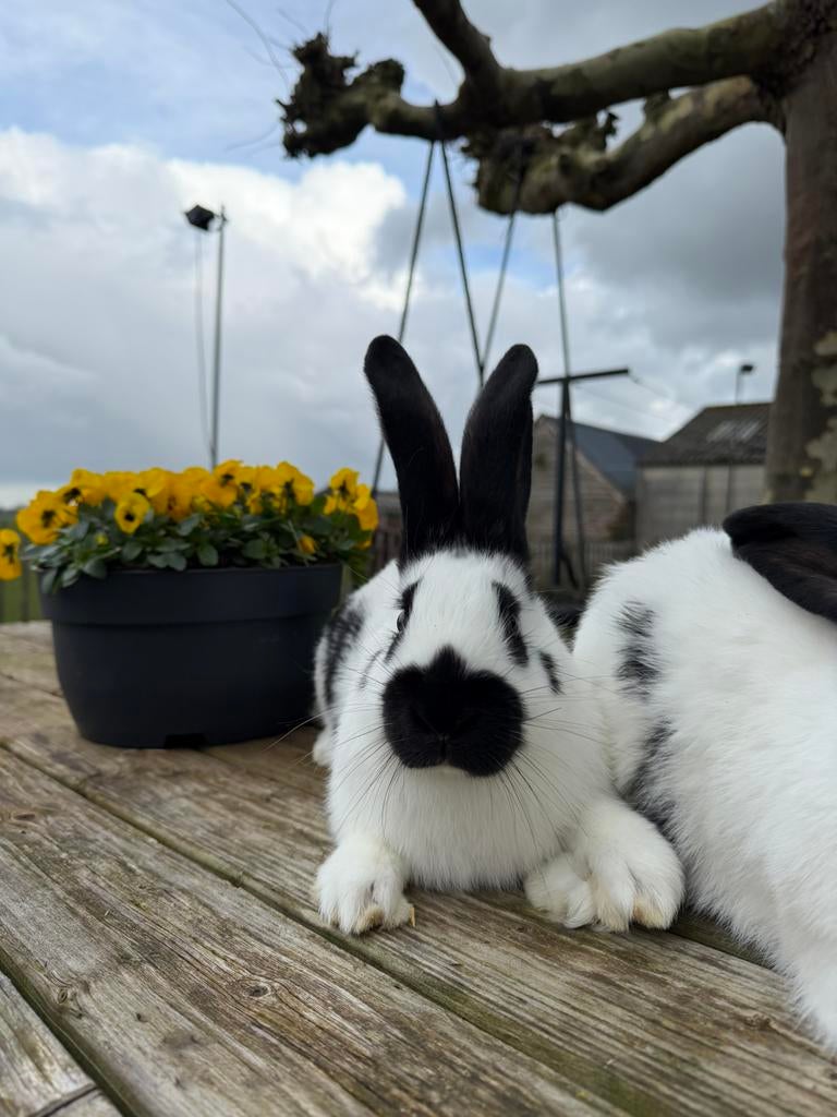 Raszuiveren Lotharinger rammen en voedster, Dieren en Toebehoren, Konijnen, Meerdere dieren, Groot