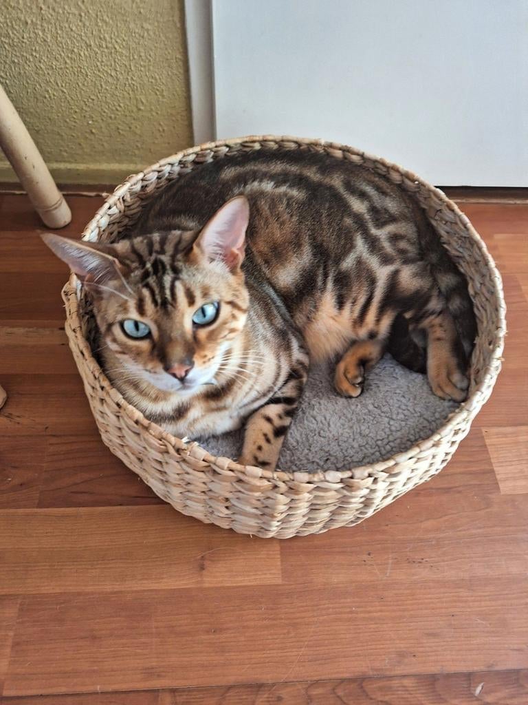 Herplaatser Savannah kater, Dieren en Toebehoren, Kater